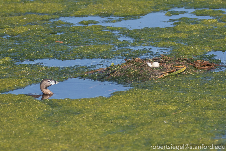 emily renzel wetlands